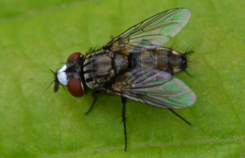 Réf. 287 011 : Metopia argyrocephala